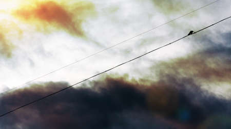 Magpie on a wire in a cloudy day against a dramatic sky. Natural backgroundの写真素材