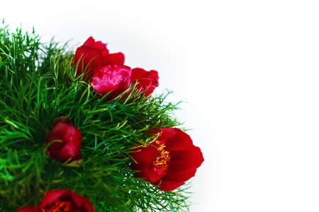 Mountain peony flowers Paeonia tenuifolia over white. photo for collage on a white backgroundの写真素材