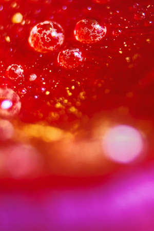 Macro Close up Shot of Many Water Drops on red petal . Dew drops on a flower. Flower, freshness. Soft focus . Bokeh effectの写真素材