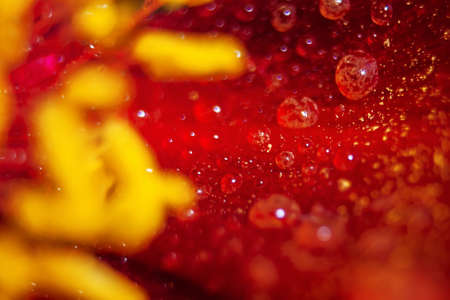 Macro Close up Shot of Many Water Drops on red petal . Dew drops on a flower. Flower, freshness. Soft focus . Bokeh effectの写真素材