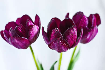 three purple tulips with dew drops on a white-gray backgroundの写真素材