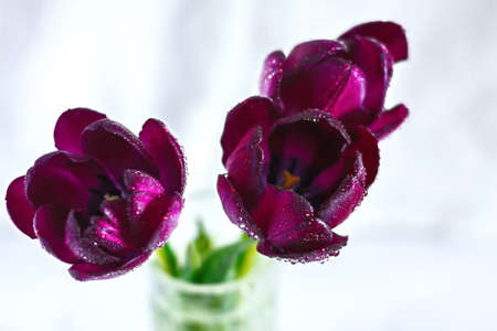 three purple tulips with dew drops on a white-gray backgroundの写真素材