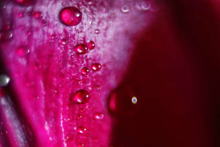 Macro Close up Shot of Many Water Drops on purple petal . Dew drops on a flower. Flower, freshness. Soft focus . Bokeh effectの写真素材