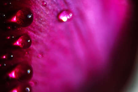 Macro Close up Shot of Many Water Drops on purple petal . Dew drops on a flower. Flower, freshness. Soft focus . Bokeh effectの写真素材