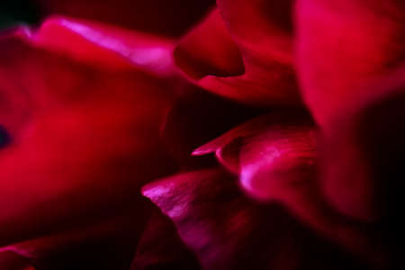 Macro Close up Shot of Many Water Drops on red petal . Dew drops on a flower. Flower, freshness. Soft focus . Bokeh effectの写真素材