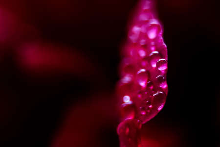Macro Close up Shot of Many Water Drops on red petal . Dew drops on a flower. Flower, freshness....