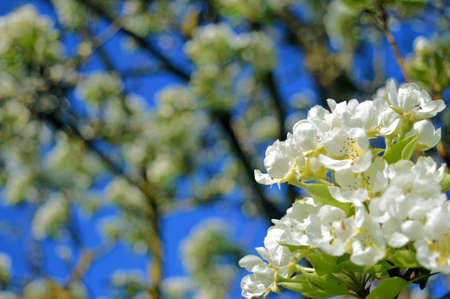 Spring flowersの写真素材