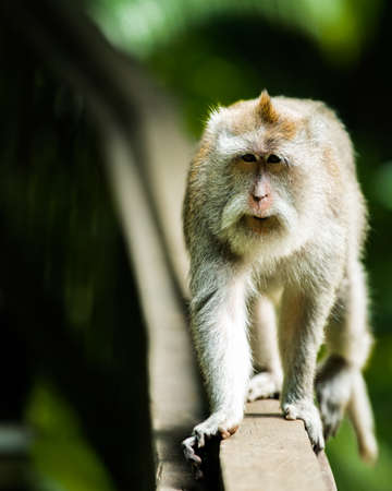 Monkey in the forest close up.