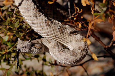 Sidewinder rattlesnake hanging from a bushの写真素材