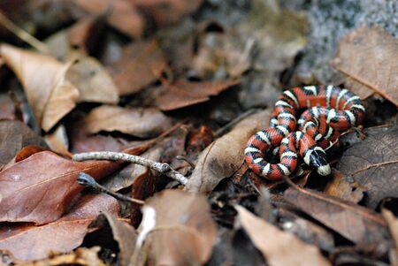 Arizona mountain kingsnake in leaves