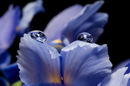  the reflection of the iris is in the drop の写真素材