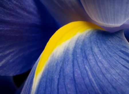 macro of the blue iris with yellow pith の写真素材