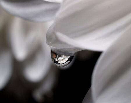  the reflection of the chrysanthemum is in the drop の写真素材