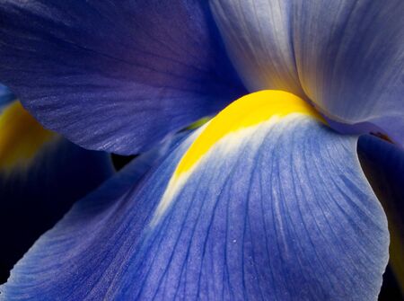 macro of the blue iris with yellow pith
