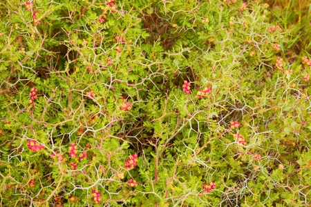 flowering thorn closeup