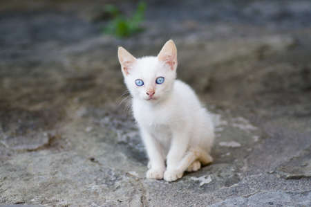 blue-eyed white kittenの写真素材