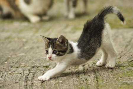Flexible kitten
