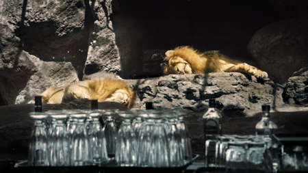 Two dizzy lions lying on hot rocks with glasses and bottles in the foreground. Drunk after heavy drinking on party. As drunk as animal concept. Big wild cats and alcohol drinks. Real shot, not CG.の写真素材