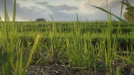 Beautiful paddy rice spikes winding in sloft light at sunset. Natural background for agricultural design. Rice cultivation in Bali, Indonesia. Tropical asian cultivated rice field with dry straw.の写真素材