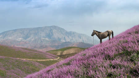 A fabulous aerial flight over a purple-colored hill, on the top there is a beautiful white horse against the background of a blue sky with clouds and mountains. A birds-eye view of dream landscape.の写真素材