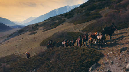 A shot a dry valley and a pack of horses standing together, in the rays of sunset light against the background of mountains. Aerial shot of wildlife in warm colors. 4K Drone.の写真素材
