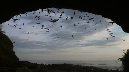 View from inside huge dark cave, in which many bats fly, against background of evening sky with white clouds. Observation of life of bats, life among wild animals. Film grain texture Pixel soft focusの写真素材