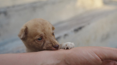 A cute sleepy brown puppy bite human hand of his new owner. Adopted puppy feels good and comfortable, trusting his new friend. Adorable baby pup biting person arm. Slow motion.の写真素材