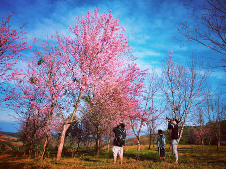 Sakura tree at Phulomlo hill , Phetchabooon , Thailandの素材