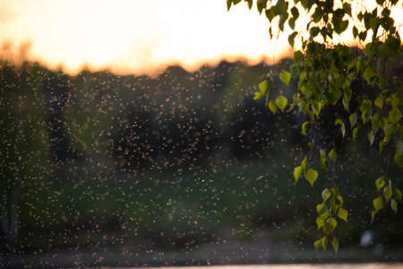 Mosquitosの写真素材