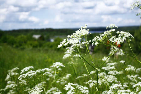 Camomilesの写真素材