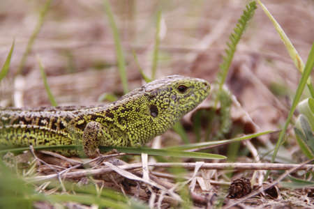 green lizardの写真素材