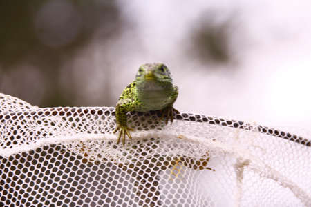 green lizardの写真素材