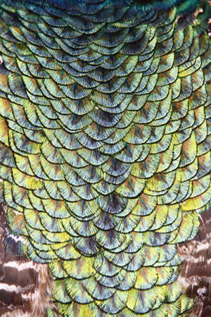 pavlinの写真素材