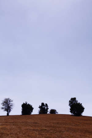 yellow fieldの写真素材