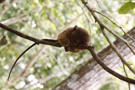 the Philippine tarsier Lemursの写真素材