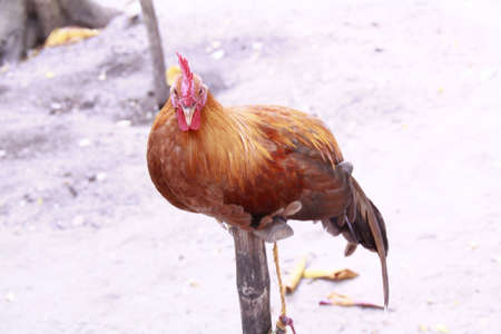 cock fightingの写真素材