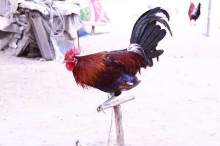 cock fighting