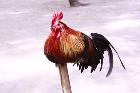 cock fightingの写真素材