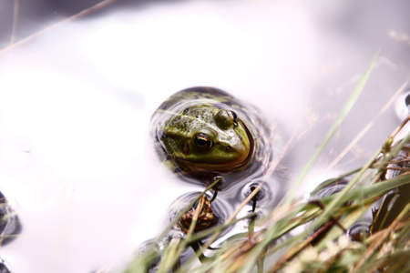 paws in the water frog