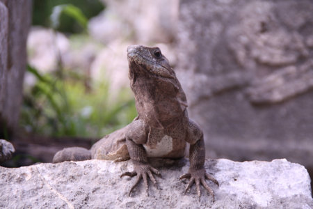 gray lizard