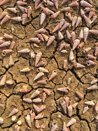 Dry ground texture toned image for background.の写真素材