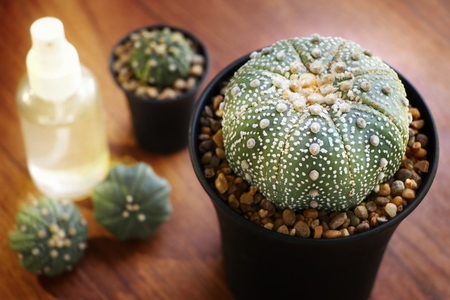 House plant, Pink rose flowers of Lobivia cactus, succulent pot plant for decorative in house, selective focus and free space for text.の写真素材