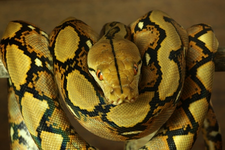 Wild snake 'Python' beautiful reptile. Selective focus and toned image.の写真素材