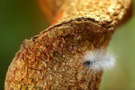 A caterpillar on the tree, selective focus and free space for text.の写真素材