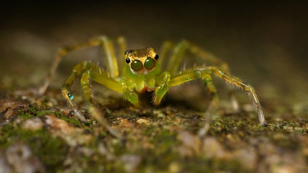 Extreme macro shot of yellow spider in the nature. Yellow spider is very small on the leaf. Selective focus and free space for text.の写真素材