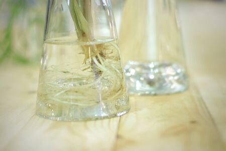 Root of plant in water, Semi hydroponic for house plant, selective focus and free space for text.