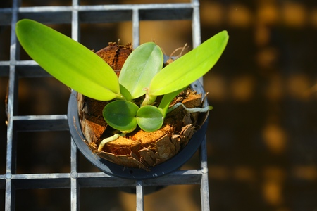 Nursery orchids in Thailand. Natural background with the beautiful orchids cattleya from Thailand in nursery farm background, selective focus.の写真素材