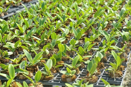 Nursery orchids in Thailand. Natural background with the beautiful orchids cattleya from Thailand in nursery farm background, selective focus.の写真素材