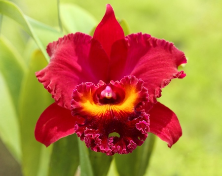 Natural background with the beautiful orchids vibrant cattleya from Thailand on nature background, selective focus.の写真素材