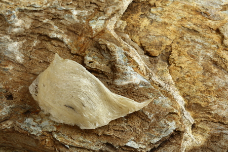 The nest of Edible-Nest Swiftlet, raw edible bird's nest materials for tradition chinese medicine. Edible nest soup is popular at Hong Kong, Taiwan, China and Southeast Asia. Selective focus.の写真素材